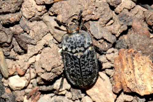 Thanatophilus rugosus